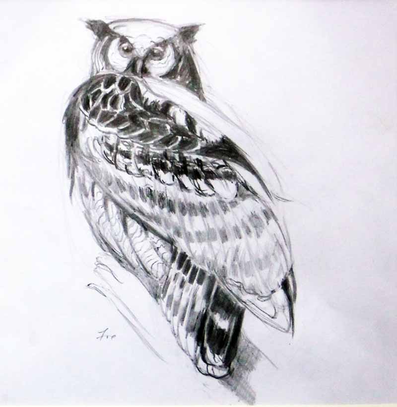 Horned Owl 8" x 8"