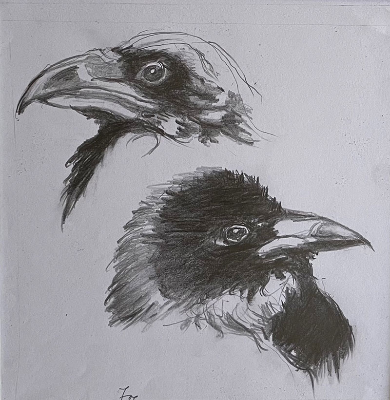 Young Ravens